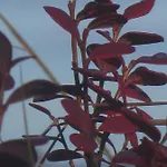 Vaibmu * 이나리